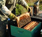 Scottish honey